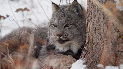 winter scene with canada lynx in the yukon territory of canada. close-up shot