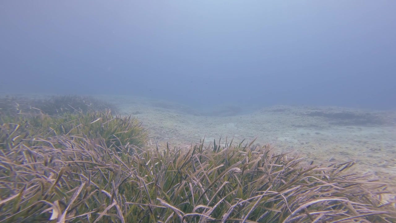 Una calma vista subacquea rivela densa posidonia che confina con un fondale sabbioso chiaro in una laguna tropicale nebbiosa alle Maldive, con piccoli pesci visibili nell'acqua blu