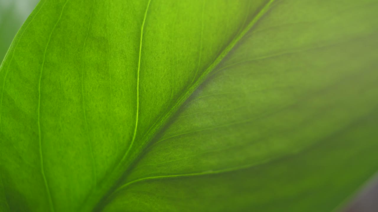 Detailed green leaf texture highlighted in woodland foliage of Ireland, subtle veins and vibrant color show natural beauty of forest plants in peaceful outdoor environment