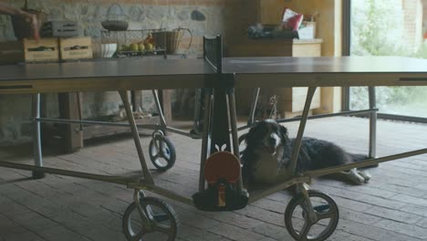 Happy-and-sweet-black-dog-rests-under-a-ping-pong-table-on-which-his-owners-are-playing,-it-is-afternoon-and-they-are-on-a-porch-inside-with-a-stained-glass-window