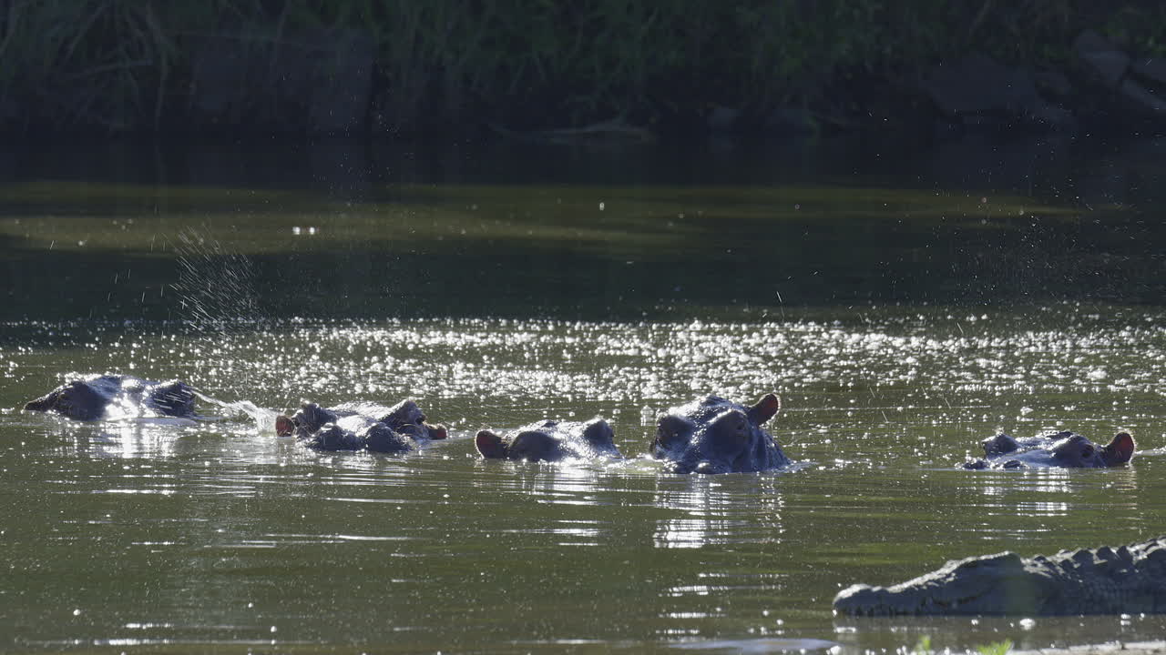 Hippo (Hippopotamus amphibius) group in water, keeping an eye on a Crocodile, Backlit in Slowmotion
