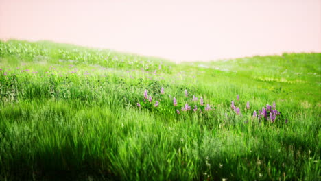 Tuscany-landscape-with-beautiful-green-hills-springtime