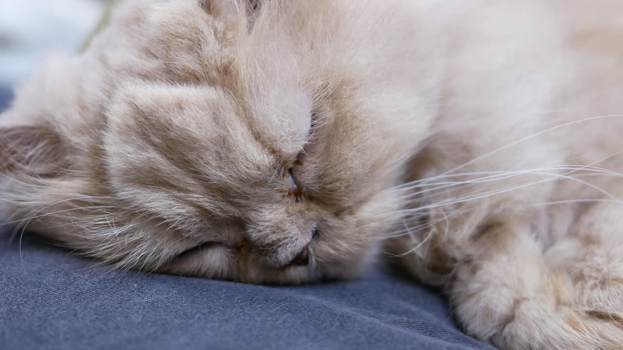 Cozy Cat Nap: Adorable Kitten Sleeping Comfortably on a Chair