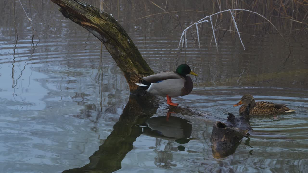 A pair of ducks are on the lake this winter. The male is standing on a branch and the female is bathing in the cold water.