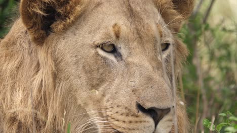 primer plano extremo de la cara del león africano macho mientras parpadea y tiene sueño