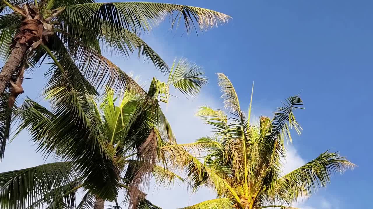 푸른 하늘에 대 한 야자수