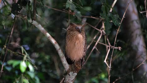 Just-staring-intensely-towards-the-stream-during-the-afternoon-in-the-forest,-Buffy-Fish-Owl,-Ketupa-ketupu,-Khao-Yai-National-Park,-Thailand