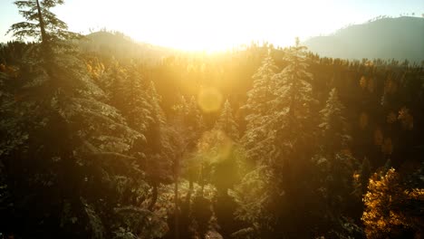 Aerial-Drone-View-Flight-over-pine-tree-forest-in-Mountain-at-sunset