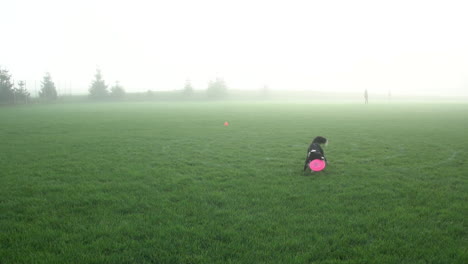 black and white dog catches frisbee just before hitting ground in foggy park