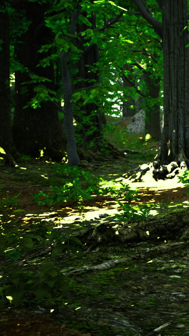 Sentiero nel bosco con luce solare che filtra tra gli alberi e la vegetazione durante il giorno.