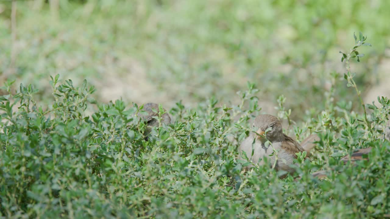 Two small brown birds forage for food in dense green ground cover under natural daylight
