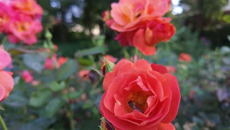 a bee explores vibrant orange roses in a lush garden during a sunny day