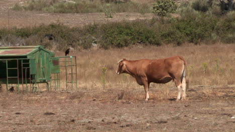 un buey marrón que se alimenta de hierba seca, dos cuervos negros que se posan en las barras de hierro