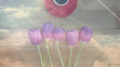 five purple tulips lying on wooden tabletop, soft clouds drifting with glowing network lines