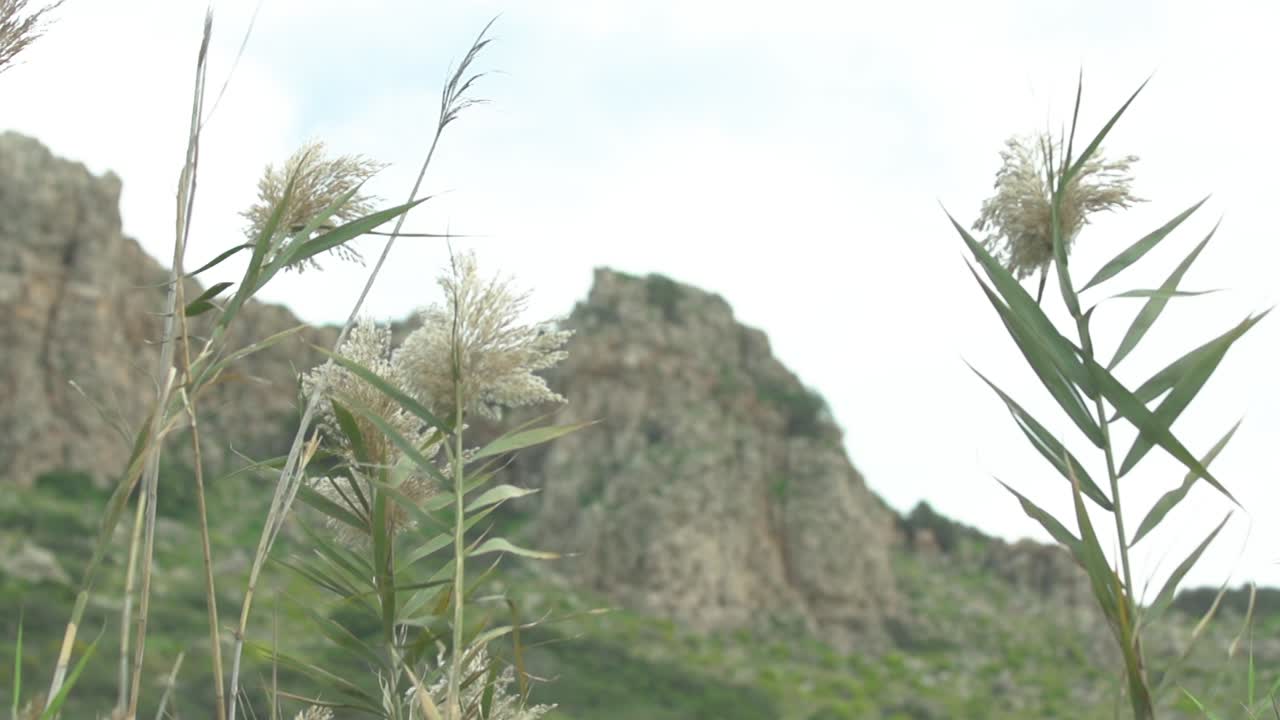 Rack focus, close up of swaying plants with rocky hill behind, slow motion
