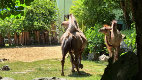camels walking through a lush green area. two camels move gracefully in a vibrant, sunny environment, surrounded by greenery and natural elements
