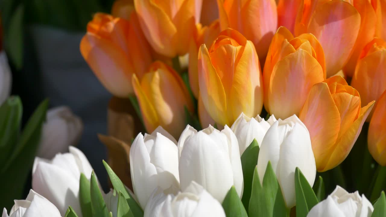 Oranje en witte tulpen