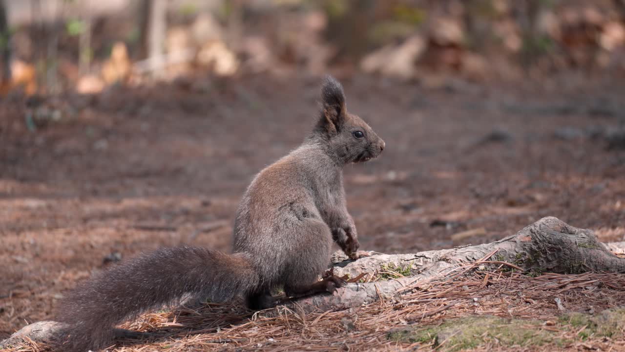 ardilla gris euroasiática en busca de comida - primer plano