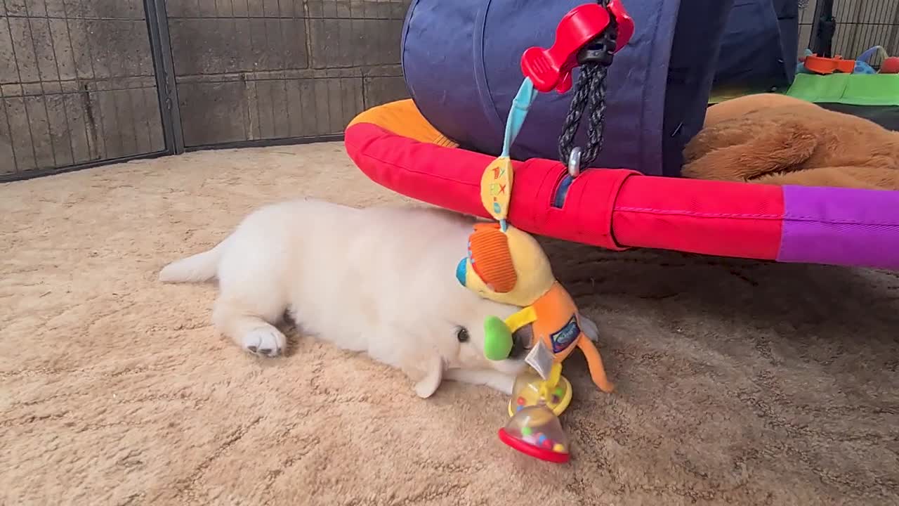 실내에 매달린 해먹에 부착된 장난감을 씹는 골든 리트리버 강아지