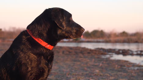 Cámara-Lenta-De-Alta-Velocidad-De-Un-Perro-De-Caza