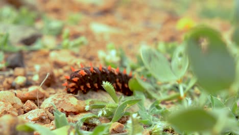 Close-up-of-a-The-Pipevine-Swallowtail-caterpillar