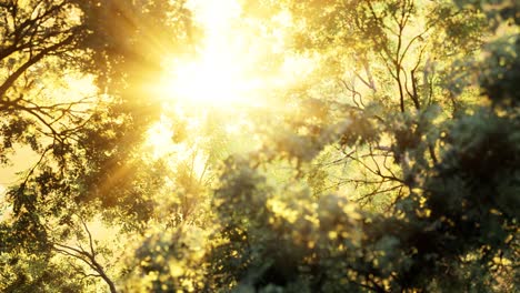 larch forest with sunlight and shadows at sunrise