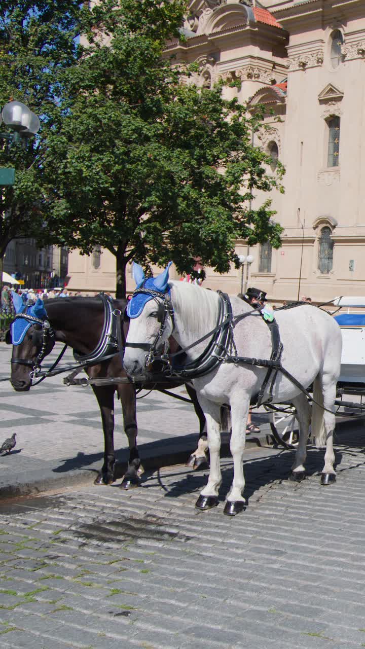 Cavalli bardati aspettano accanto a edifici storici nel centro storico di Praga, pronti per i turisti.