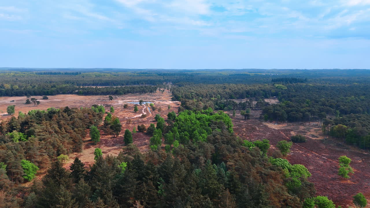 Vast woodlands with some bare spots. Meadows in the forest with no vegetation. Top view.