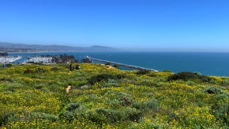 4k 60p, flores silvestres amarillas ondean suavemente en la brisa, pasan por alto el puerto de dana point en california, estados unidos