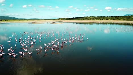flamboyance of flamingo wading and foraging in lake magadi, kenya, east africa. - aerial