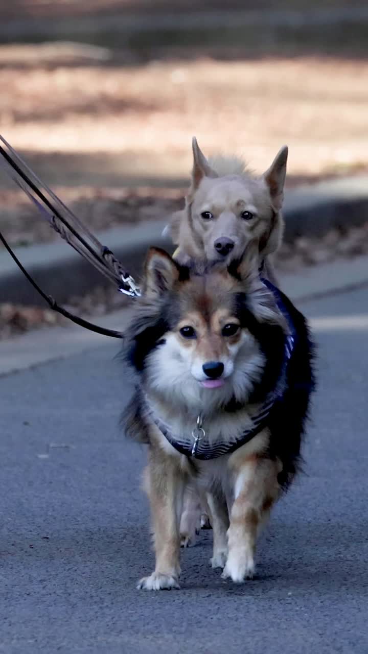 persona caminando dos corgis felices en las correas