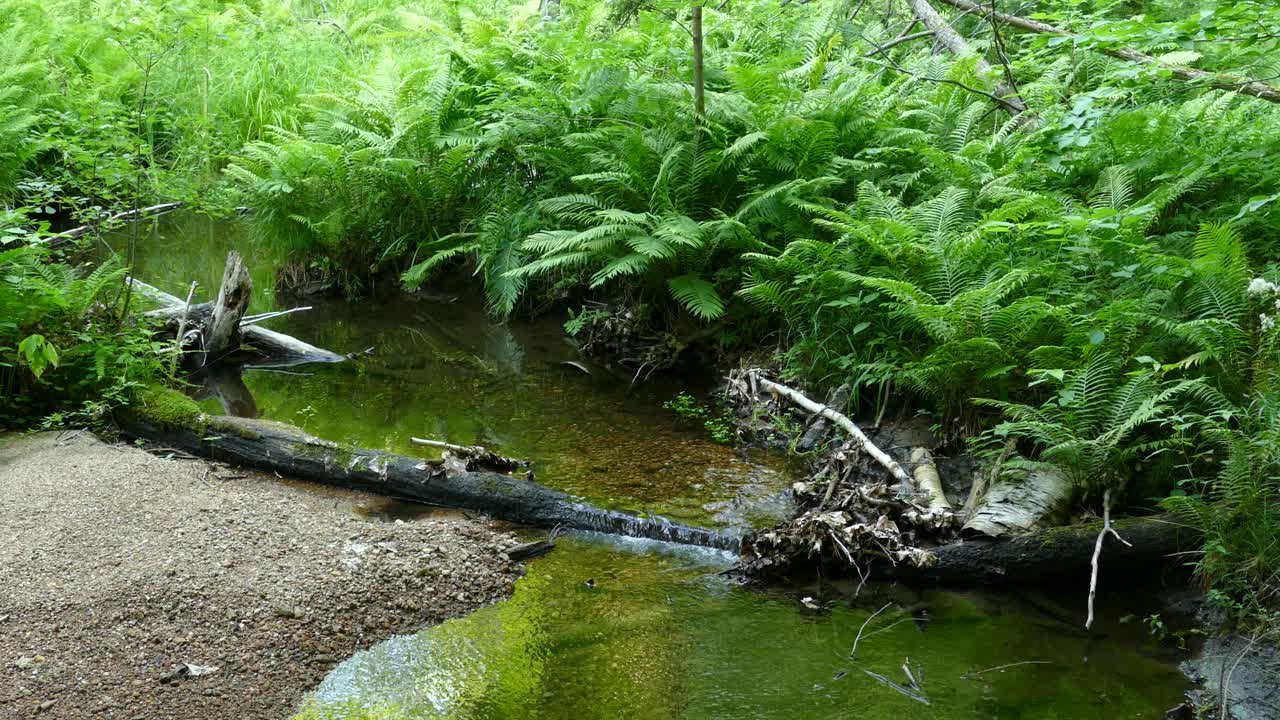 vista frontal de un pequeño río en medio del bosque con agua limpia