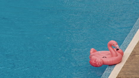 flamingo in the swimming pool