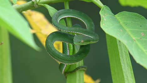 a zoom out of this lovely viper seen in the forest within a plant