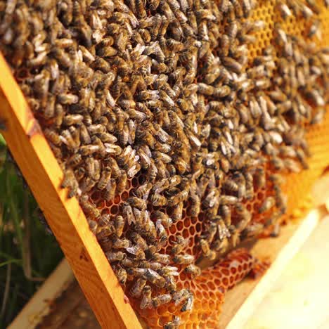 crowling working and flying bees built honeycells on honeycomb. useful insects give honey