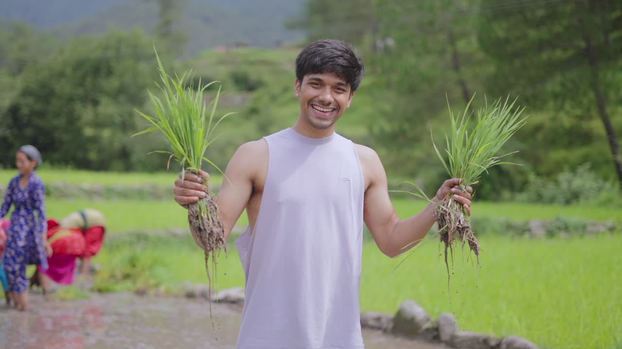 Indian male farmer holding freshly uprooted rice crops in hand, standing in paddy field and looking directly into the camera, rural portrait, 4k video