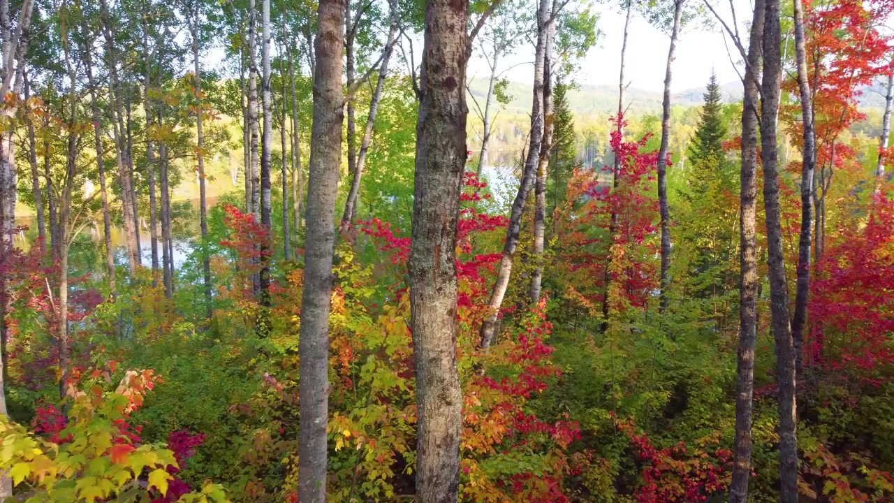 Sunlight filters through colorful leaves of birch and maple trees, creating mesmerizing display of autumn colors in forest setting, essence of fall vibrant beauty, slow motion, Northern Ontario Canada