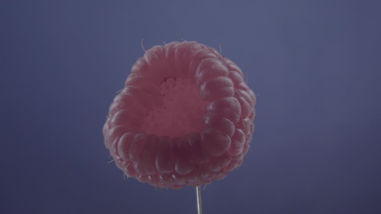 크로마 키를 위해 파란 화면에 루프와 함께 회전하는 라즈베리