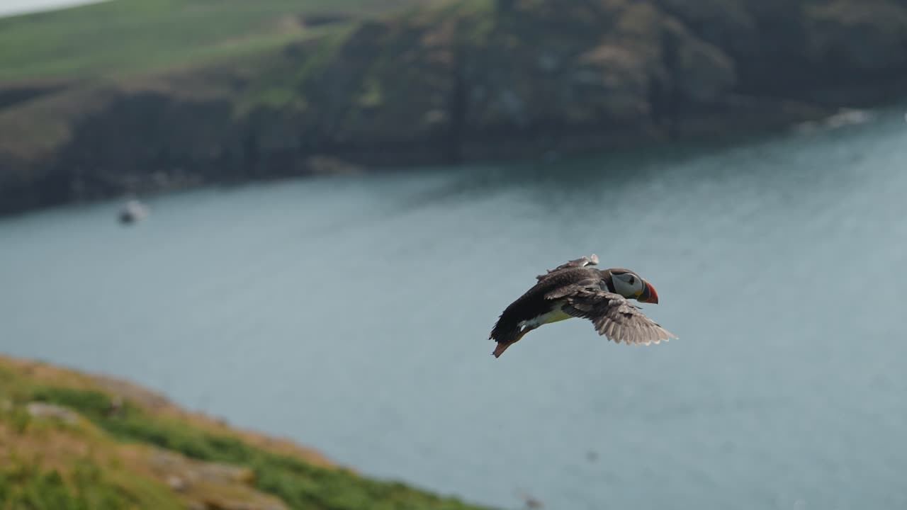 papagaios en cámara lenta volando en la costa, papagaios atlánticos en vuelo con paisajes costeros en la costa de la isla de skomer en gales, increíbles aves y vida silvestre del reino unido