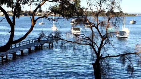 looking through branches of boats and yachts on swan river at peppermint grove, perth, western australia