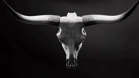 white bull skull with horns on dark background