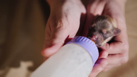 mujer alimenta leche a un cachorro recién nacido de la botella 06