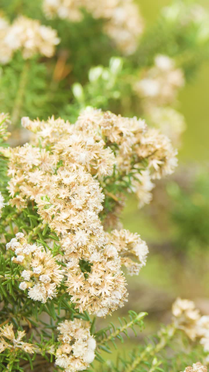 Paneo lento de cámara a través de un arbusto de Ozothamnus diosmifolius en flor, luz diurna suave, poca profundidad de campo