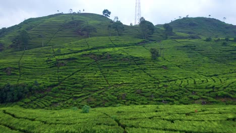 Flying-Over-Tea-Plantations-Near-Ciwidey,-Bandung,-Indonesia---drone-shot