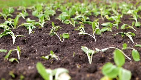 plántulas de repollo verde de cosecha propia que crecen en el campo