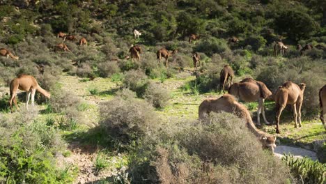 Marruecos-Camello-13