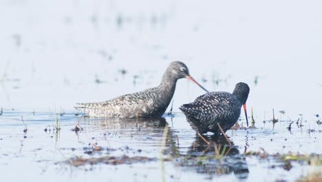 closeup of spotted redshank feeding in shallow puddle during spring migration in wetlands