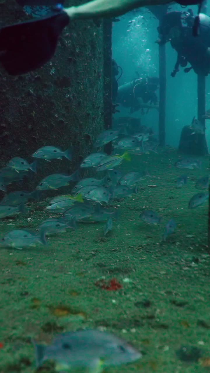 Underwater Scuba Diving with Fish