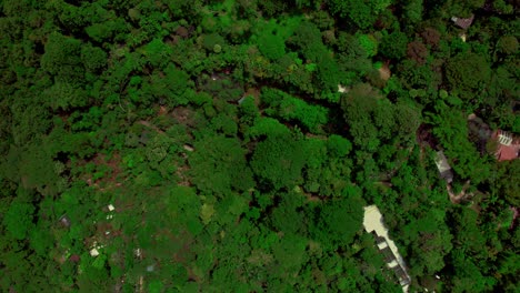 las selvas de costa rica, vista de arriba hacia abajo