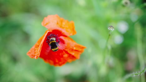 Bumble-Bee-Feeds-From-Orange-Flower-on-Summer,-Close-Up